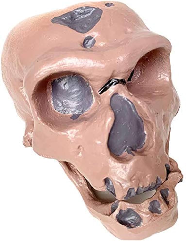 Amazon.co.jp: 古代人間の頭蓋骨モデル ネアンデルタール人の
